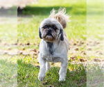 Small #1 Shih Tzu