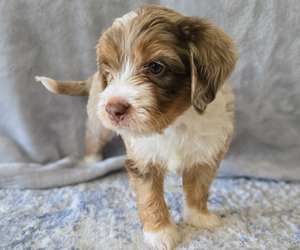 Aussiedoodle Miniature -Miniature Bernedoodle Mix Litter for sale in CULPEPER, VA, USA