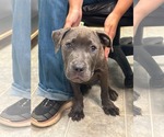 Small #1 Mutt