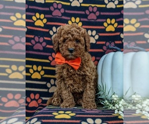 Cavapoo Puppy for sale in KIRKWOOD, PA, USA