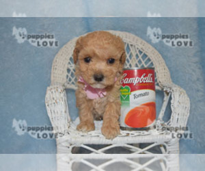 Poodle (Toy) Puppy for sale in SANGER, TX, USA