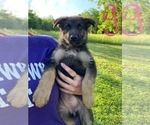 Small Photo #3 German Shepherd Dog Puppy For Sale in CONNERSVILLE, IN, USA
