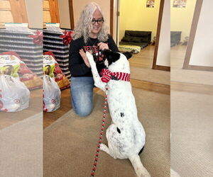 Mutt Dogs for adoption in Rootstown, OH, USA