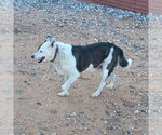 Small #5 Mutt