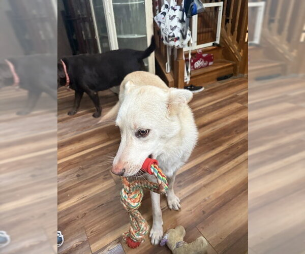 Medium Photo #7 Unknown-white german shepherd Mix Puppy For Sale in Hoffman Estates, IL, USA