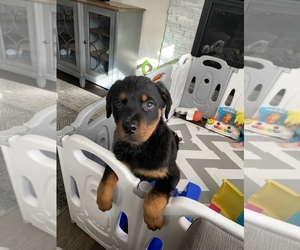 Rottweiler Puppy for sale in PARKER, CO, USA