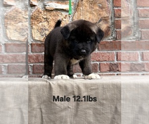 Medium Akita
