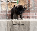 Puppy Puppy 5 Akita