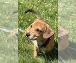 Small #5 Beagle Mix