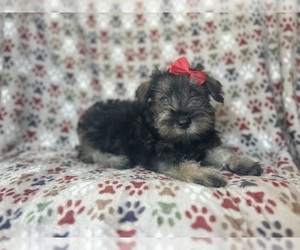 Schnauzer (Miniature) Puppy for sale in LAKELAND, FL, USA