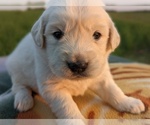 Small Photo #30 English Cream Golden Retriever Puppy For Sale in WOOSTER, OH, USA