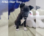 Star Boy - Male Mutt Dog for Adoption - Small photo