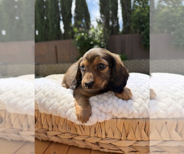 Medium Photo #1 Dachshund Puppy For Sale in NORTH HIGHLANDS, CA, USA