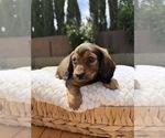 Puppy Girl 2 Dachshund