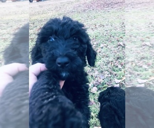 Goldendoodle Puppy for sale in SPRINGVILLE, AL, USA