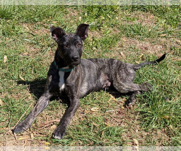 Medium Photo #2 Mutt Puppy For Sale in White Bluff, TN, USA