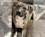Small Photo #6 Labrador Retriever-Plott Hound Mix Puppy For Sale in Atlanta, GA, USA