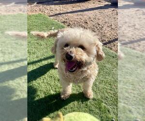 Maltipoo (Miniature) Dogs for adoption in HESPERIA, CA, USA