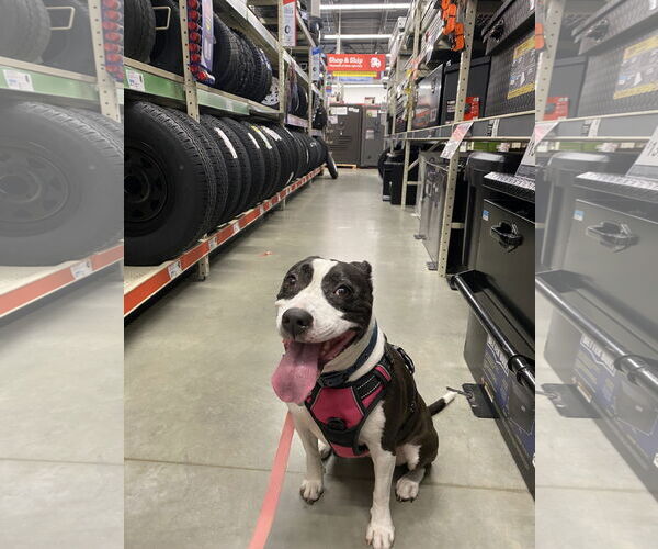 Medium Photo #8 Boston Terrier-Unknown Mix Puppy For Sale in Sanford, FL, USA