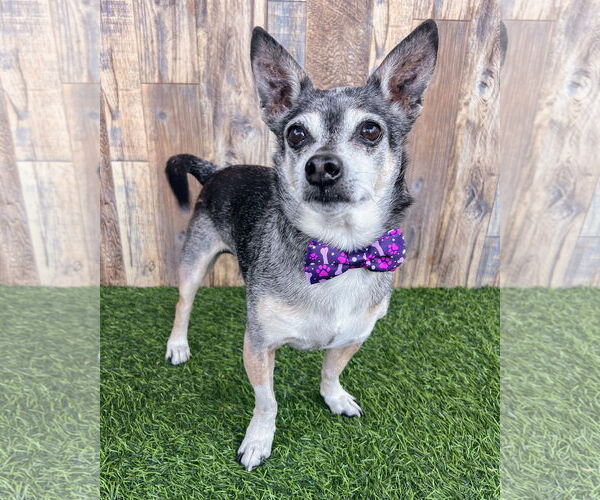 Medium Photo #2 Chihuahua-Unknown Mix Puppy For Sale in Corona, CA, USA