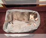 Small #2 American Pit Bull Terrier Mix