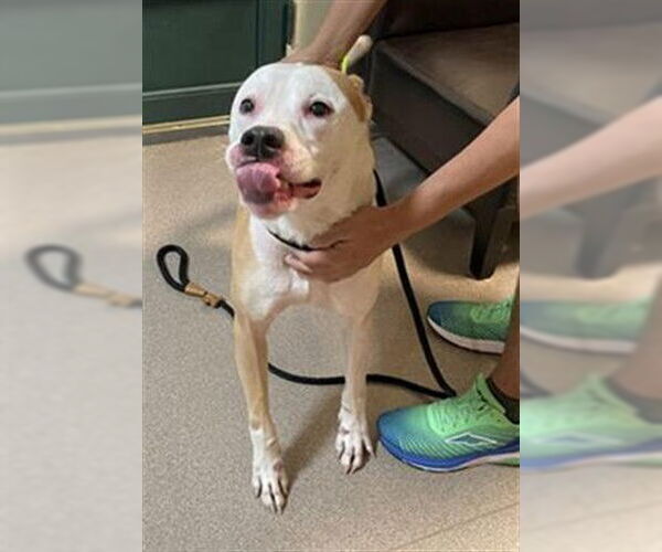 Medium Photo #1 Mutt Puppy For Sale in Pasadena, CA, USA