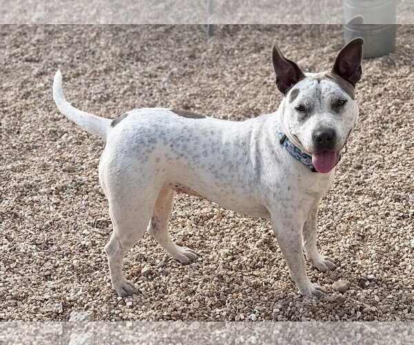 Medium Photo #1 Mutt Puppy For Sale in Oakhurst, NJ, USA