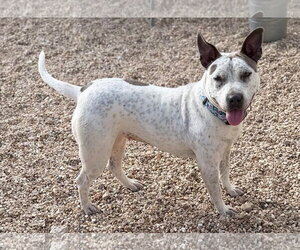 Mutt Dogs for adoption in Oakhurst, NJ, USA