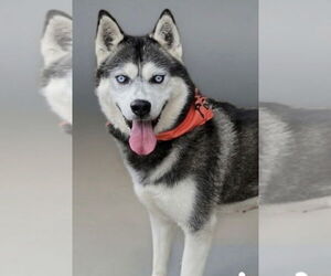 Siberian Husky Dogs for adoption in Cumming, GA, USA