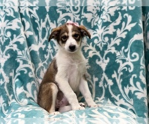 Anatolian Shepherd-Australian Shepherd Mix Puppy for sale in LAKELAND, FL, USA