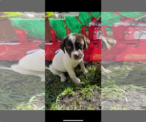 Labrador Retriever-Unknown Mix Dogs for adoption in Royal Palm Beach, FL, USA