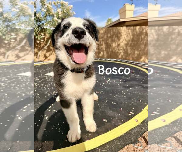 Medium Photo #1 Border-Aussie Puppy For Sale in Cave Creek, AZ, USA