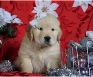 Golden Retriever Puppy for sale in FREDERICKSBG, OH, USA