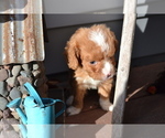 Small Photo #4 Poodle (Miniature) Puppy For Sale in GREENWOOD, WI, USA