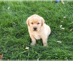 Evander - Male Golden Labrador Puppy for Sale - Photo #4