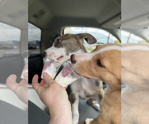 Emma - Female Labrador Retriever-Unknown Mix Dog for Adoption - Photo #5