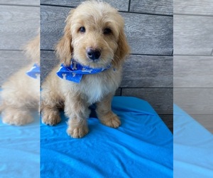 Goldendoodle (Miniature) Puppy for sale in RICHMOND, IL, USA