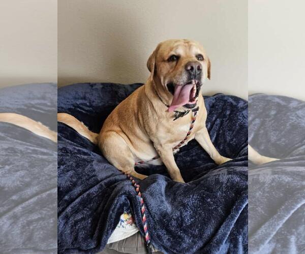 Medium Photo #1 Labrador Retriever-Unknown Mix Puppy For Sale in Rockwall, TX, USA