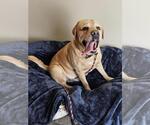 Small Labrador Retriever Mix