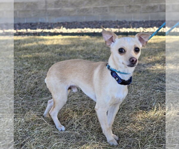 Medium Photo #5 Chihuahua Puppy For Sale in Lakewood, CO, USA