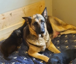 Mother of the German Shepherd Dog puppies born on 06/11/2022