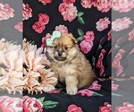 Small Photo #1 Pomeranian Puppy For Sale in OXFORD, PA, USA