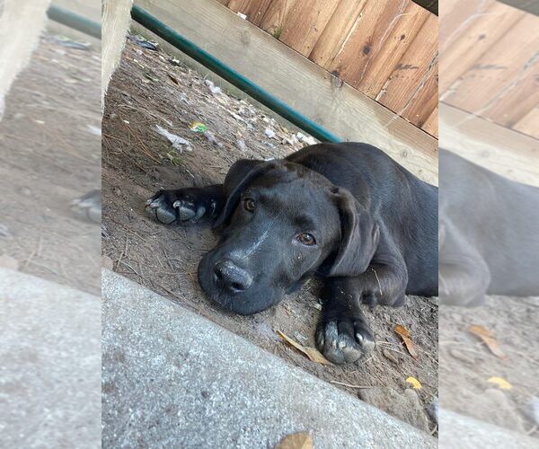 Medium Photo #3 Labrador Retriever-Unknown Mix Puppy For Sale in Brewster, NY, USA