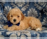 Small Photo #6 Poochon Puppy For Sale in LANCASTER, PA, USA