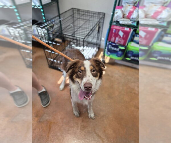 Medium Photo #1 Australian Shepherd Puppy For Sale in Bolivar, MO, USA