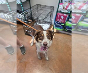 Australian Shepherd Dogs for adoption in Bolivar, MO, USA