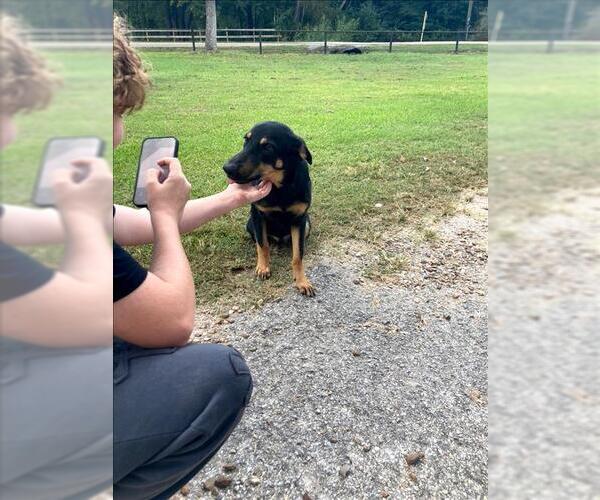 Medium Photo #1 German Shepherd Dog-Unknown Mix Puppy For Sale in Conroe, TX, USA