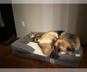 Medium Alaskan Malamute Mix