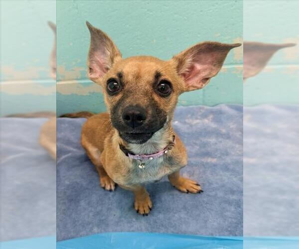 Medium Photo #1 Chihuahua Puppy For Sale in Woodland, CA, USA