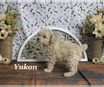 Small #14 Poodle (Toy)